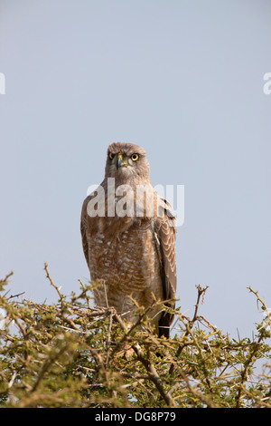 Juvenile blass singen Goshawk Stockfoto