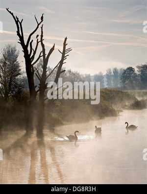 Frühen Morgennebel am Fluss Stour mit drei Schwäne, Kormorane und Reiher. Stockfoto