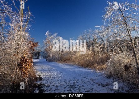 Winterlandschaft blauer Himmel und Eis und schneebedeckter Baum Sonnenweg und Schnee, Howell Twp., New Jersey, USA, Nordamerika, Land frostig Stockfoto