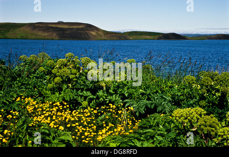 Sommerlandschaft eines Sees und vulkanische Krater und Wildblumen in Myvatn, isländischer Vulkan, Europa, Erdbilder inspirierende Landschaften Stockfoto