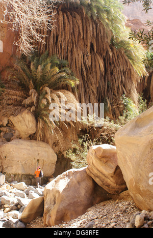 Palmen im Wadi Ghweyr im Biosphärenreservat Dana, Jordanien Stockfoto