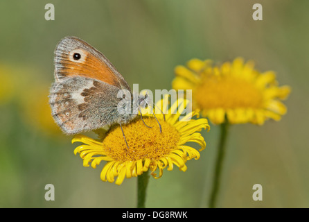 Kleine Heide-Coenonympha Pamphilus, Schmetterling Fütterung auf gelbe Kamille-Anthemis Tinctoria. UK Stockfoto