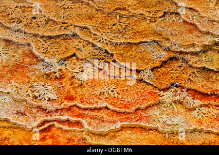 Cyanobakterien thermophile Algen auf kleinen Terrassen, Grasbewachsenen Frühling, Mammoth Hot Springs, Yellowstone National Park, Wyoming, USA Stockfoto