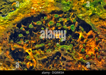 Thermophile Algen und Cyanobakterien Kolonien in einem thermischen vent Abfluss stream Yellowstone National Park, Wyoming, USA Stockfoto