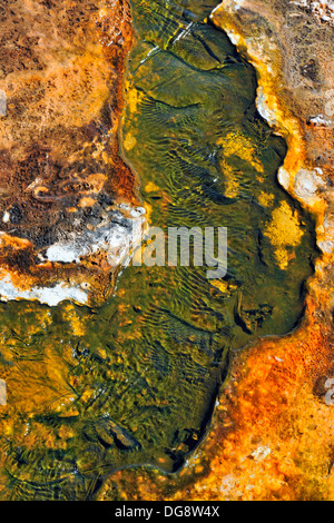 Thermophile Algen und Cyanobakterien Kolonien in einem thermischen vent Abfluss stream Yellowstone National Park, Wyoming, USA Stockfoto