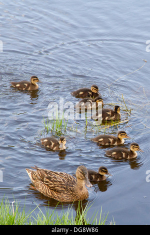 Mallard Duck Weibchen Schwimmen mit Enten (Anas Platyrhynchos) Oahu, Hawaii Stockfoto