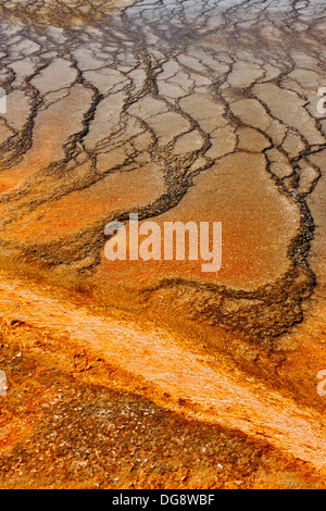 Thermophile Algen Kolonien in der Nähe von Grand Prismatic Spring in der Midway Geyser Basin Yellowstone National Park, Wyoming, USA Stockfoto