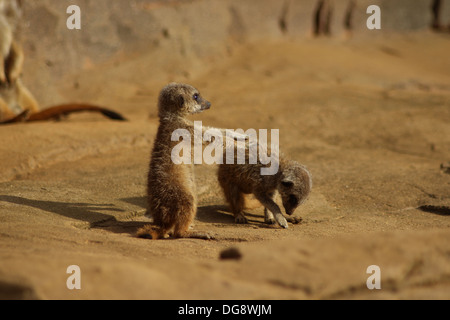 Slender-tailed oder graue Erdmännchen, wiegen ca. 0,9 kg, wenn Sie ausgewachsen und erreichen ca. 50cm lang. Sie sind vor allem eine Tan Farbe Stockfoto