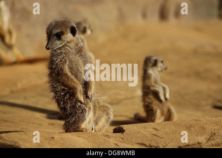 Slender-tailed oder graue Erdmännchen, wiegen ca. 0,9 kg, wenn Sie ausgewachsen und erreichen ca. 50cm lang. Sie sind vor allem eine Tan Farbe Stockfoto