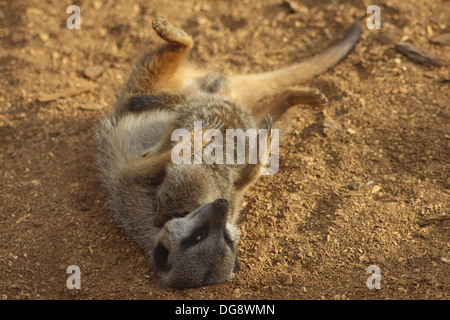 Slender-tailed oder graue Erdmännchen, wiegen ca. 0,9 kg, wenn Sie ausgewachsen und erreichen ca. 50cm lang. Sie sind vor allem eine Tan Farbe Stockfoto