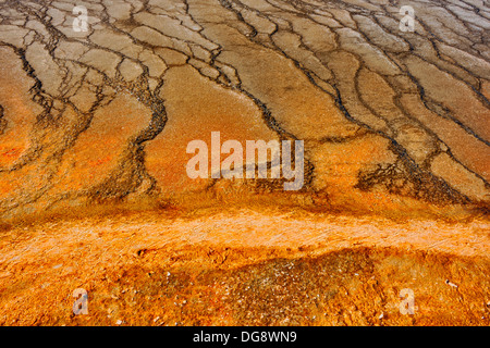 Thermophile Algen Kolonien in der Nähe von Grand Prismatic Spring in der Midway Geyser Basin Yellowstone National Park, Wyoming, USA Stockfoto