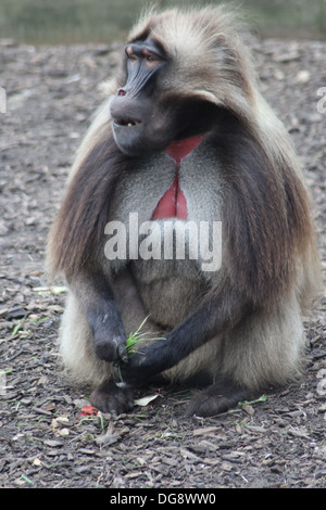 Mandrills sind Pavian wie Affen, die in den Regenwäldern von Westafrika zu finden sind. Sie leben in Gruppen. Stockfoto