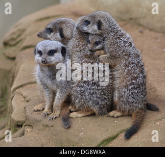 Slender-tailed oder graue Erdmännchen, wiegen ca. 0,9 kg, wenn Sie ausgewachsen und erreichen ca. 50cm lang. Stockfoto