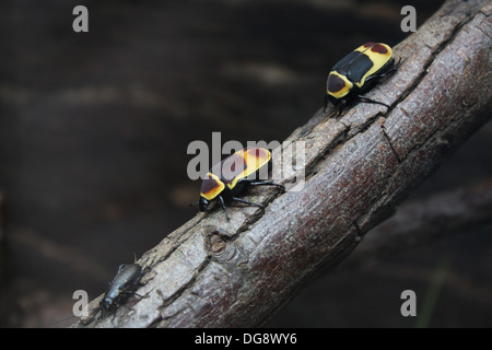 Diese Käfer sind zwischen 2 bis 5cm lang. Vermehren sie sich leicht und ihres gesamten Lebenszyklus dauert nur 5 bis 7 Monate. Stockfoto