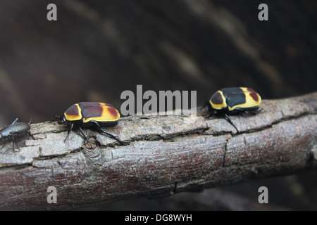 Diese Käfer sind zwischen 2 bis 5cm lang. Vermehren sie sich leicht und ihres gesamten Lebenszyklus dauert nur ca. 5-7 Monate Stockfoto