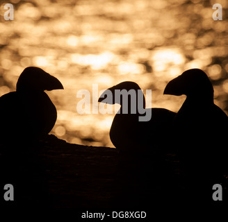 Silhouette der Papageitaucher gegen Sonnenuntergang Stockfoto