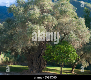 Alten knorrigen Olivenbaum stand oberhalb des Flusses Guadalfeo in Orgive Alpujarra Granada Sierra Navada Monuntains Südspanien Stockfoto
