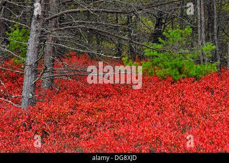 Herbst blueberry unter Pinien Marquette, Michigan USA Stockfoto