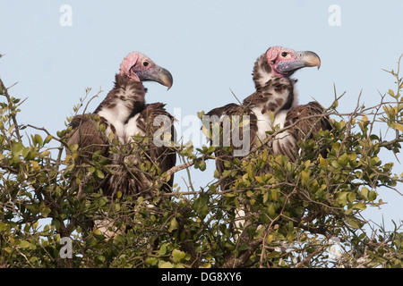 . Paar Lappet-Faced Geier genannt auch Nubian Geier in einem Baum. (Torgos Tracheliotus). Serengeti Nationalpark, Tansania. Stockfoto