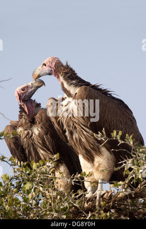 . Paar Lappet-Faced Geier genannt auch Nubain Geier in einem Baum. (Torgos Tracheliotus). Serengeti Nationalpark, Tansania. Stockfoto