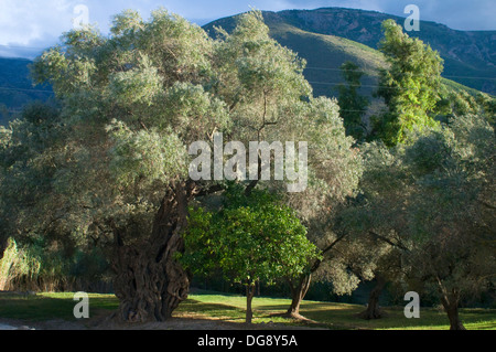 Alten knorrigen Olivenbaum stand oberhalb des Flusses Guadalfeo in Orgive Alpujarra Granada Sierra Navada Monuntains Südspanien Stockfoto