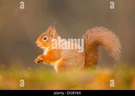 Eichhörnchen (Sciurus Vulgaris) im Abendlicht, Schottisches Hochland, Seitenansicht Stockfoto