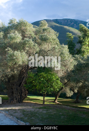 Alten knorrigen Olivenbaum stand oberhalb des Flusses Guadalfeo in Orgive Alpujarra Granada Sierra Navada Monuntains Südspanien Stockfoto