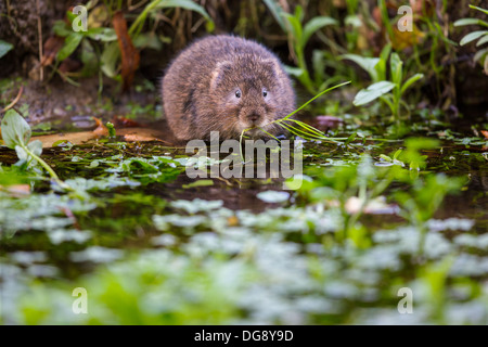 Eurasische Schermaus (Arvicola Amphibius) Essen am Rande eines Baches Stockfoto