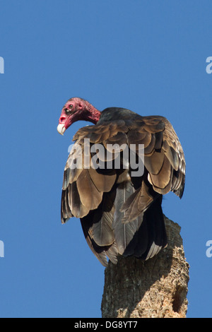 Türkei-Geier thront auf einem Toten Kaktus. (Cathartes Aura). Mündung, San Jose del Cabo, Mexiko Stockfoto