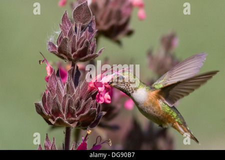 Rufus Hummingibrd ernährt sich von Kolibri Salbei. (Selaphorus Rufus auf Salvia Spathacea). Irvine, Kalifornien Stockfoto