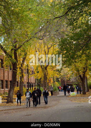 Studenten während des Semesters Herbst (Herbst) an der University of Alberta in Edmonton, Alberta, Kanada. Stockfoto