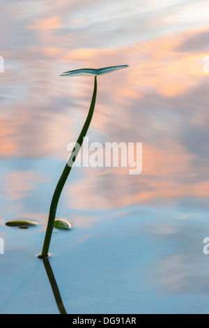 Junge Lily im Wasser widerspiegelt den Sonnenuntergang Stockfoto
