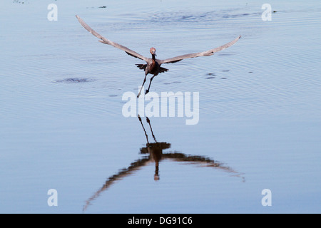 Rötliche Silberreiher-Ilanding auf dem Wasser mit Reflexion-dunkel au▀erhalb (Egretta saniert). Bolsa Chica Feuchtgebiete, California Stockfoto