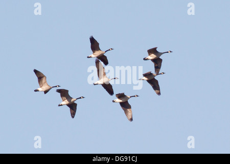 Herde von Kanadagänse fliegen in Formation. (Branta Canadensis). Back Bay Reserve, Kalifornien Stockfoto