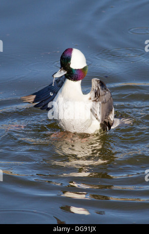 Männliche Bufflehead Ente mit den Flügeln. (Bucephala Albeola). Bolsa Chica Feuchtgebiete, California Stockfoto