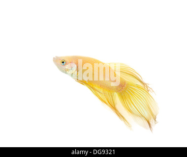 Betta golden Fish Tank mit isolierten weißen Hintergrund Stockfoto