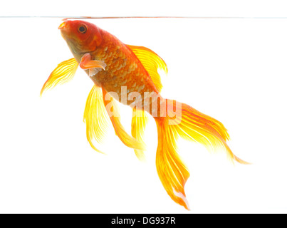 Goldfische auf weißem Hintergrund Stockfoto