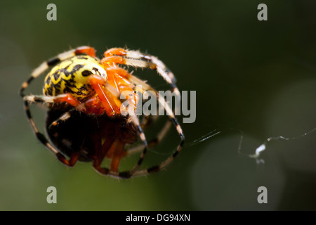 Nahaufnahme der marmorierte Orb Weaver Spider - Brevard, North Carolina USA Stockfoto