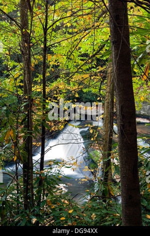 Wasserfall am lebendigen Wassers - Balsam Grove, North Carolina USA Stockfoto