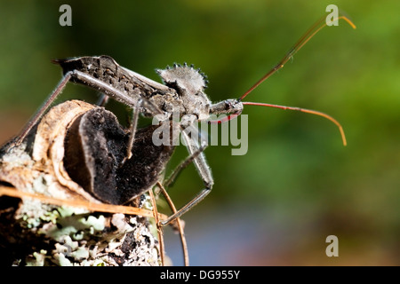 Nahaufnahme von Rad Bug - Brevard, North Carolina, USA Stockfoto