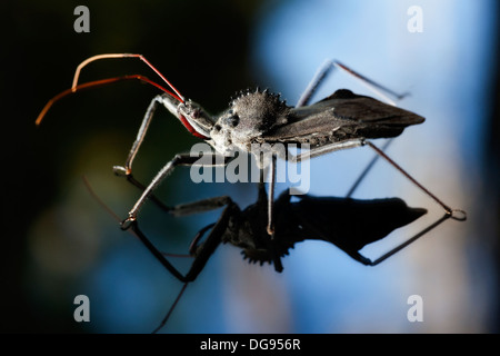 Nahaufnahme von Rad Bug - Brevard, North Carolina, USA Stockfoto