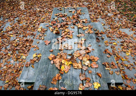 Herbstlaub auf Picknick-Tisch - Pisgah National Forest - nahe Brevard, North Carolina USA Stockfoto