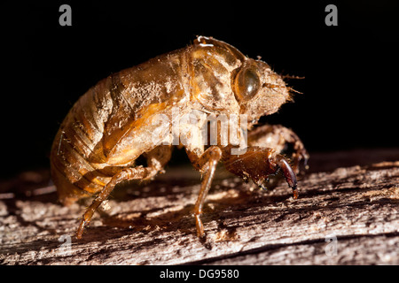 Nahaufnahme der Zikade Exoskelett - Brevard, North Carolina, USA Stockfoto