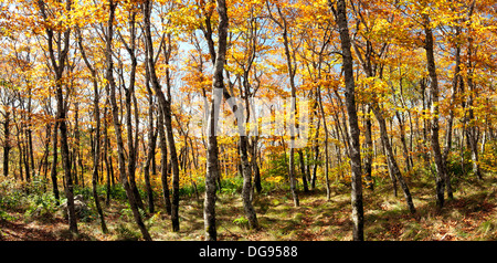 Panorama Composite Image of Mountains-to-Sea Trail - near Craggy Gardens, Blue Ridge Parkway - Asheville, North Carolina USA Stockfoto