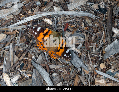 Australische Distelfalter Schmetterling - Vanessa Kershawi - Familie Nymphalidae Stockfoto