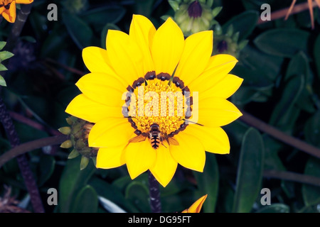 Nahaufnahme des australischen gemeinsame schweben / Blume fliegen, sammeln von Pollen von Daisy - Melangyna Viridiceps - Familie Syrphidae Stockfoto