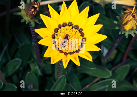 Nahaufnahme des australischen gemeinsame schweben / Blume fliegen, sammeln von Pollen von Daisy - Melangyna Viridiceps - Familie Syrphidae Stockfoto