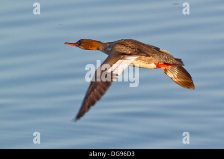 Red-Breasted Prototyp weibliche Ente im Flug. (Mergus Serrator). Bolsa Chica Feuchtgebiete, California Stockfoto