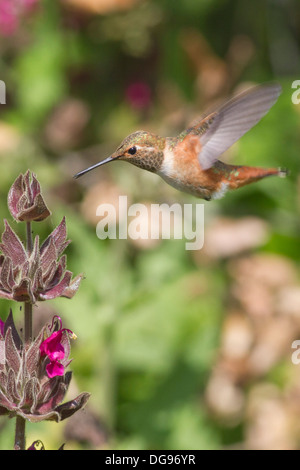 Allens Kolibri im Flug zu ernähren sich von einer Blume Kolibri Salbei. (Selasphorus Sasin auf Salvia Spathacea). Irvine, Kalifornien Stockfoto
