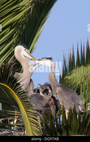 Great Blue Heron Fütterung Küken in einem Nest in einer Palme. (Ardea Herodias). Bolsa Chica Feuchtgebiete, California Stockfoto